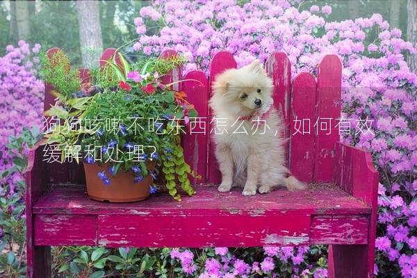 狗狗咳嗽不吃東西怎么辦，如何有效緩解和處理？
