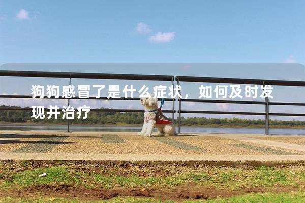 狗狗感冒了是什么癥狀，如何及時發(fā)現(xiàn)并治療