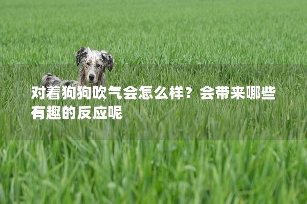 對著狗狗吹氣會怎么樣？會帶來哪些有趣的反應(yīng)呢