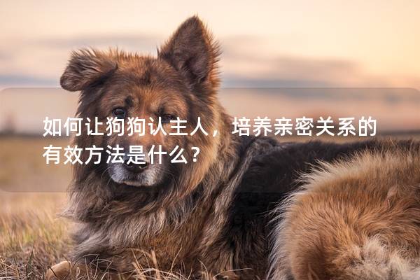 如何讓狗狗認主人,培養親密關系的有效方法是什么? 如何讓狗狗認主人,培養親密關系的有效方法是什么?
