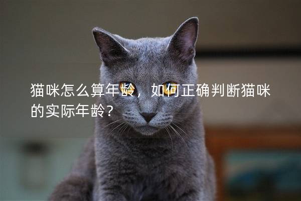 貓咪怎么算年齡，如何正確判斷貓咪的實(shí)際年齡？