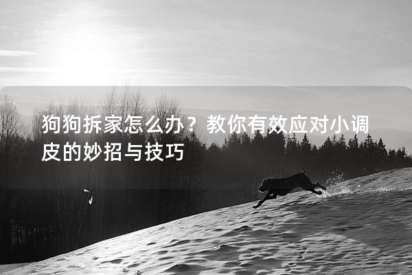 狗狗拆家怎么辦？教你有效應(yīng)對(duì)小調(diào)皮的妙招與技巧