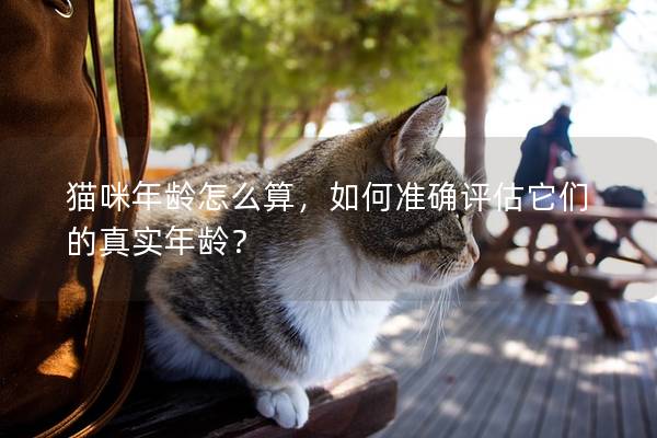 貓咪年齡怎么算，如何準確評估它們的真實年齡？
