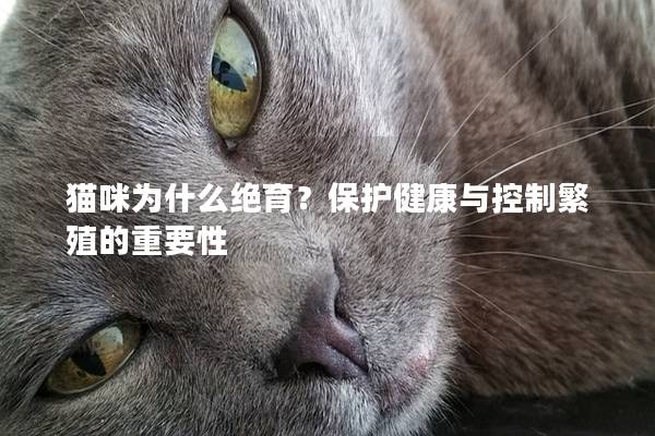 貓咪為什么絕育？保護健康與控制繁殖的重要性