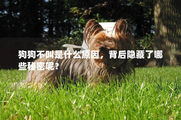 狗狗不叫是什么原因,背后隱藏了哪些秘密呢? 狗狗不叫是什么原因,背后隱藏了哪些秘密呢?