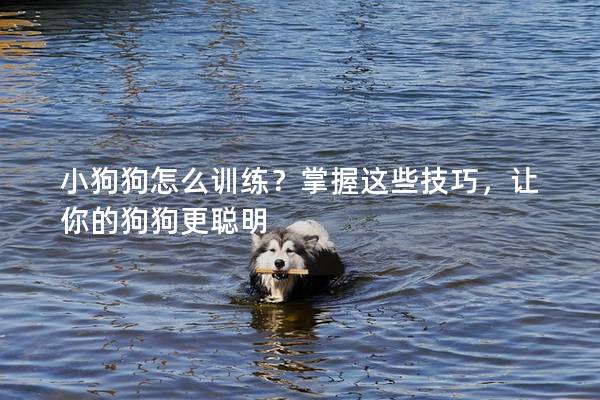 小狗狗怎么訓(xùn)練?掌握這些技巧,讓你的狗狗更聰明 小狗狗怎么訓(xùn)練?掌握這些技巧,讓你的狗狗更聰明
