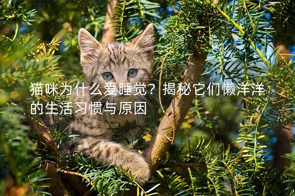 貓咪為什么愛睡覺？揭秘它們懶洋洋的生活習慣與原因