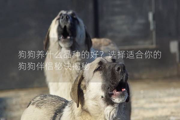 狗狗養什么品種的好？選擇適合你的狗狗伴侶秘訣揭秘