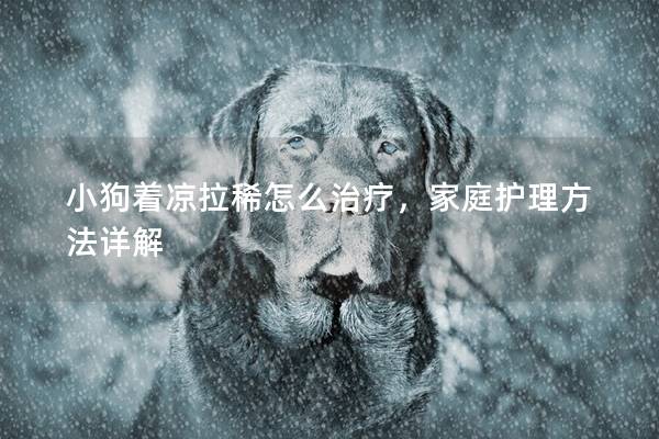 小狗著涼拉稀怎么治療，家庭護理方法詳解