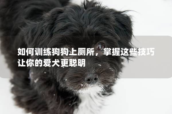 如何訓練狗狗上廁所，掌握這些技巧讓你的愛犬更聰明