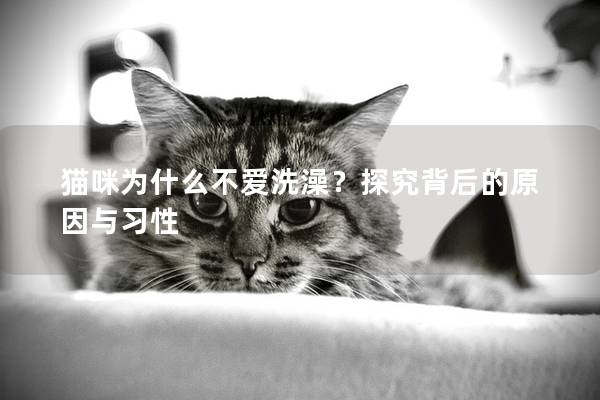 貓咪為什么不愛洗澡？探究背后的原因與習(xí)性