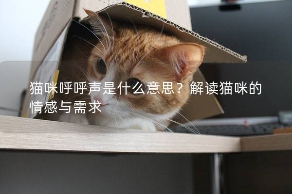 貓咪呼呼聲是什么意思？解讀貓咪的情感與需求