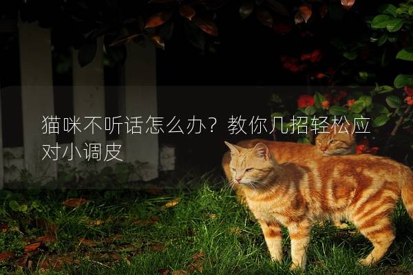 貓咪不聽話怎么辦？教你幾招輕松應對小調皮