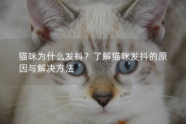 貓咪為什么發抖？了解貓咪發抖的原因與解決方法