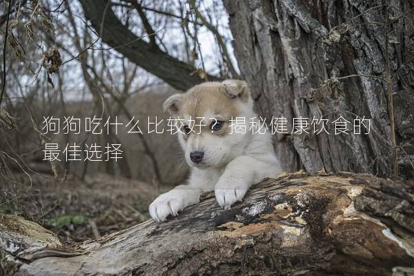 狗狗吃什么比較好？揭秘健康飲食的最佳選擇