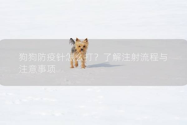 狗狗防疫針怎么打？了解注射流程與注意事項(xiàng)