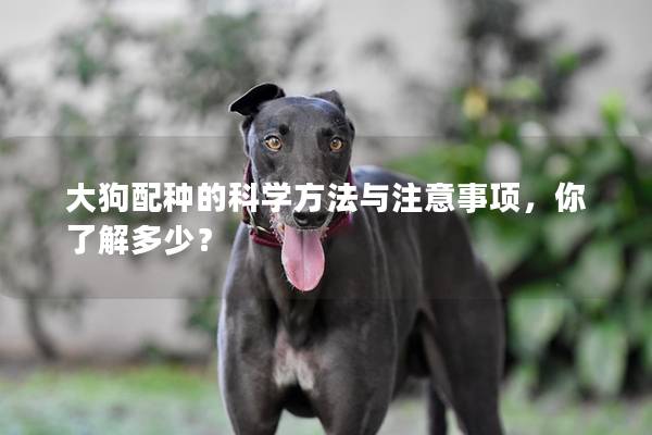 大狗配種的科學方法與注意事項，你了解多少？