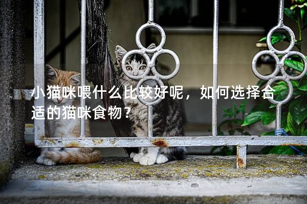 小貓咪喂什么比較好呢，如何選擇合適的貓咪食物？