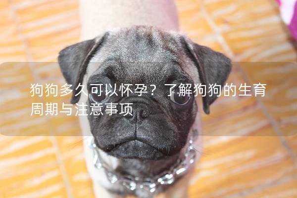 狗狗多久可以懷孕？了解狗狗的生育周期與注意事項(xiàng)