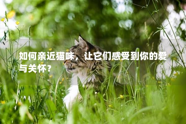 如何親近貓咪，讓它們感受到你的愛與關(guān)懷？
