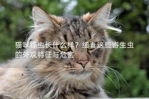 貓咪絳蟲長什么樣？細看這些寄生蟲的外觀特征與危害