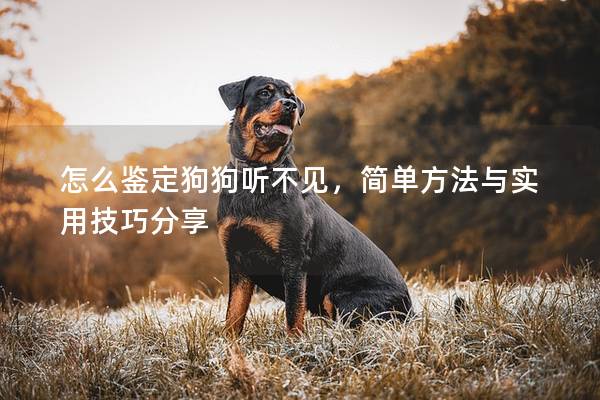 怎么鑒定狗狗聽不見，簡單方法與實用技巧分享