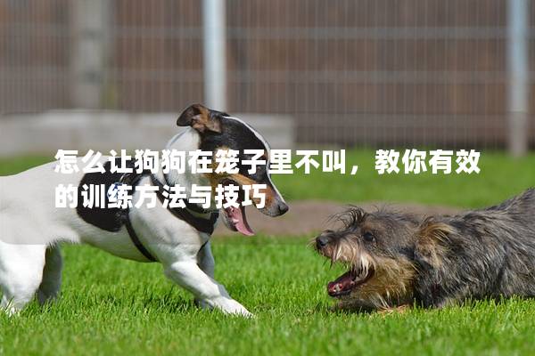 怎么讓狗狗在籠子里不叫，教你有效的訓練方法與技巧