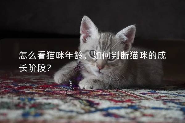 怎么看貓咪年齡，如何判斷貓咪的成長階段？