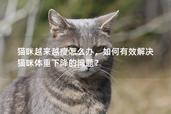 貓咪越來越瘦怎么辦，如何有效解決貓咪體重下降的問題？