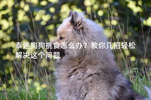 泰迪狗狗挑食怎么辦？教你幾招輕松解決這個(gè)問題