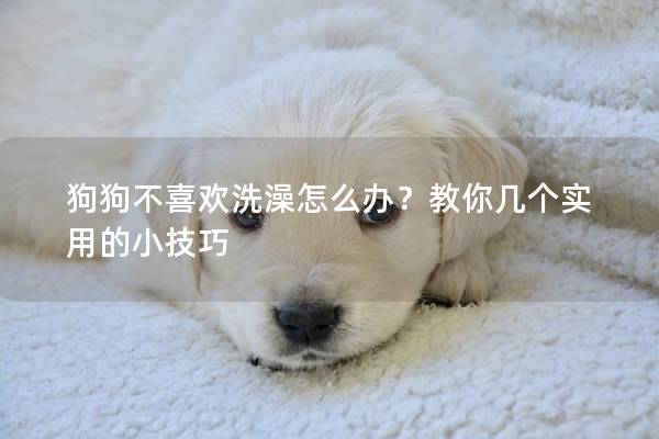 狗狗不喜歡洗澡怎么辦？教你幾個實用的小技巧
