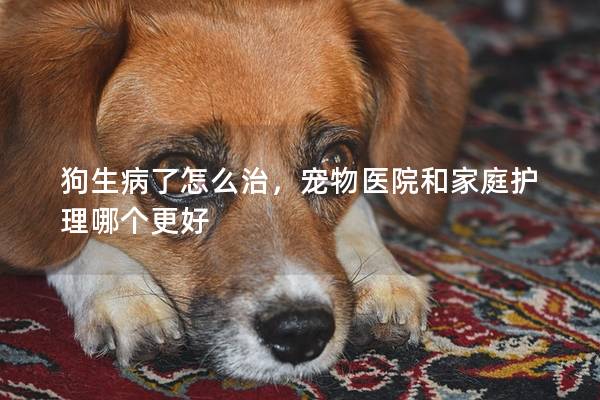 狗生病了怎么治,寵物醫院和家庭護理哪個更好 狗生病了怎么治,寵物醫院和家庭護理哪個更好