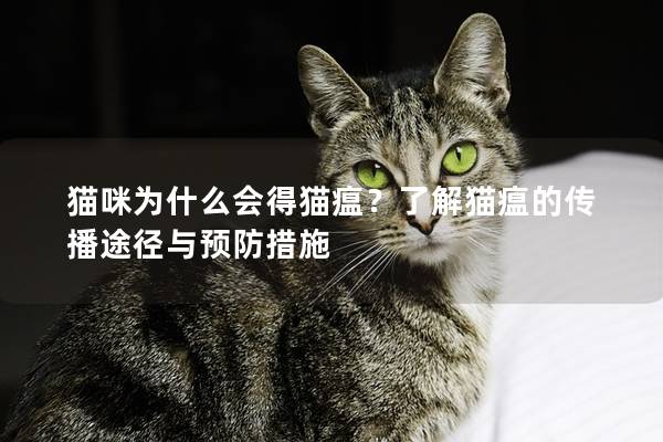 貓咪為什么會得貓瘟？了解貓瘟的傳播途徑與預防措施