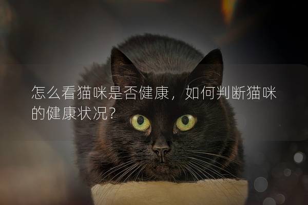 怎么看貓咪是否健康，如何判斷貓咪的健康狀況？