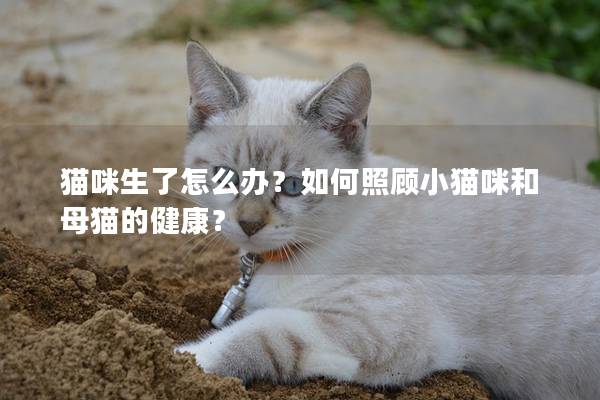 貓咪生了怎么辦？如何照顧小貓咪和母貓的健康？