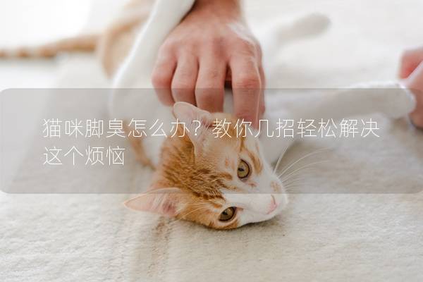 貓咪腳臭怎么辦？教你幾招輕松解決這個煩惱