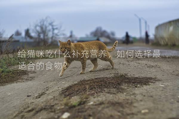 給貓咪吃什么補充營養(yǎng)，如何選擇最適合的食物？