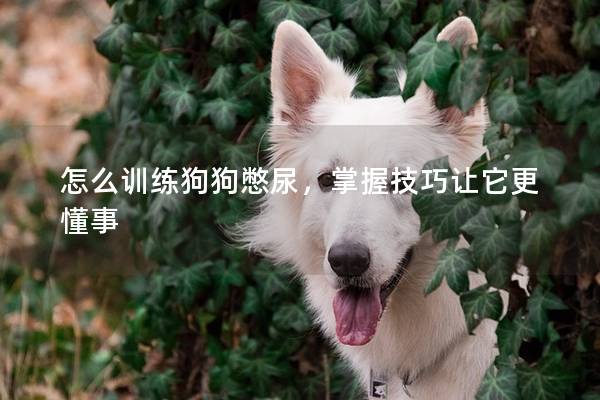怎么訓(xùn)練狗狗憋尿，掌握技巧讓它更懂事