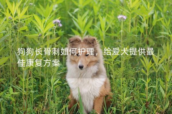 狗狗長骨刺如何護理，給愛犬提供最佳康復方案