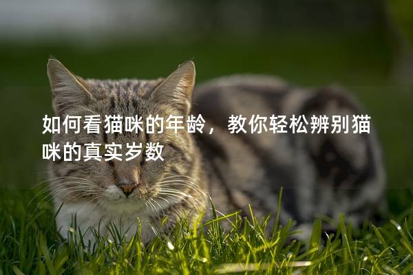 如何看貓咪的年齡，教你輕松辨別貓咪的真實歲數