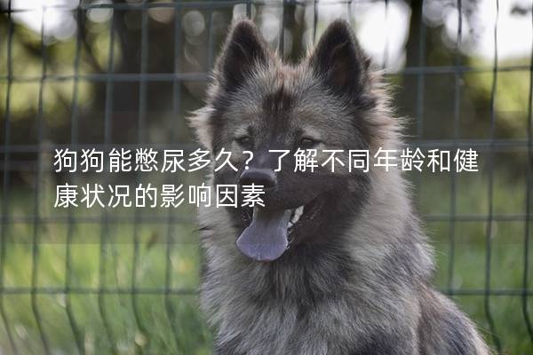狗狗能憋尿多久？了解不同年齡和健康狀況的影響因素