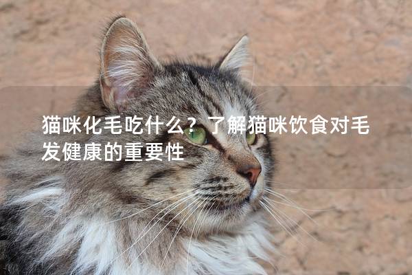 貓咪化毛吃什么？了解貓咪飲食對(duì)毛發(fā)健康的重要性