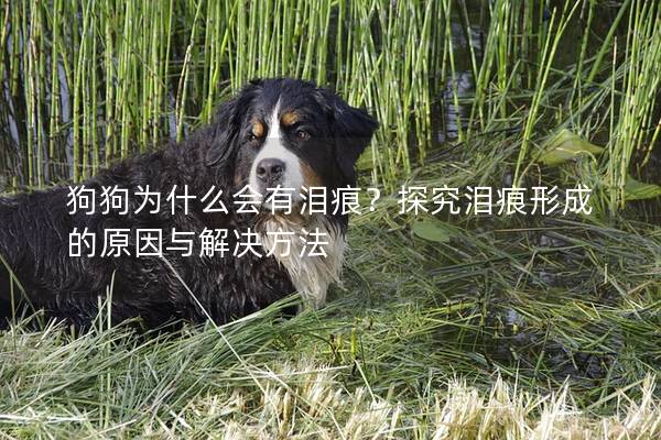 狗狗為什么會有淚痕?探究淚痕形成的原因與解決方法 狗狗為什么會有淚痕?探究淚痕形成的原因與解決方法