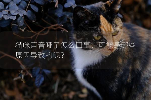 貓咪聲音啞了怎么回事，可能是哪些原因導致的呢？