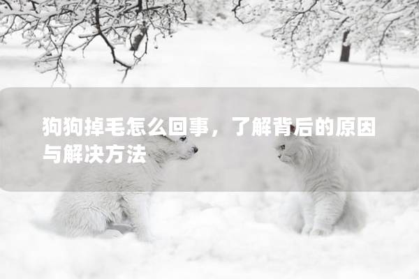 狗狗掉毛怎么回事，了解背后的原因與解決方法