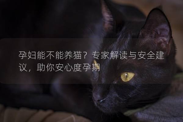 孕婦能不能養貓?專家解讀與安全建議,助你安心度孕期 孕婦能不能養貓?專家解讀與安全建議,助你安心度孕期