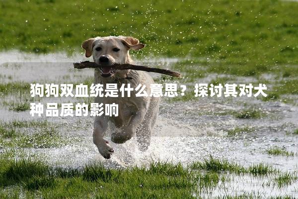 狗狗雙血統(tǒng)是什么意思？探討其對犬種品質(zhì)的影響