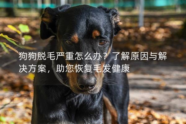 狗狗脫毛嚴重怎么辦？了解原因與解決方案，助您恢復毛發(fā)健康