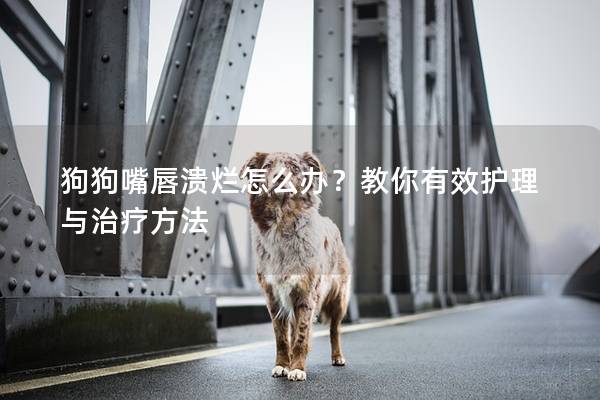 狗狗嘴唇潰爛怎么辦？教你有效護(hù)理與治療方法