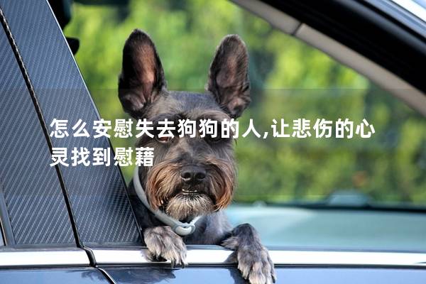 怎么安慰失去狗狗的人,讓悲傷的心靈找到慰藉